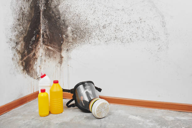 Attic Mold Removal in Williamston, NC
