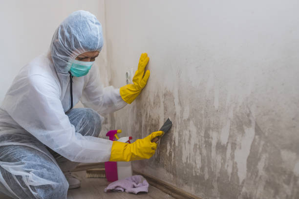 Best Certified Mold Removal  in Williamston, NC