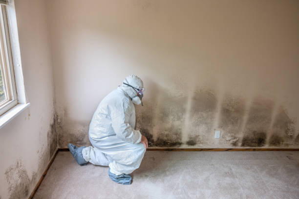 Best Mold Remediation  in Williamston, NC